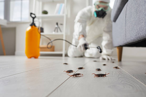 Post-Treatment Bed Bug Interceptor Monitoring in Ship Bottom